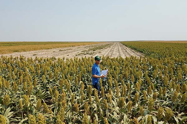 Man standing in a field
