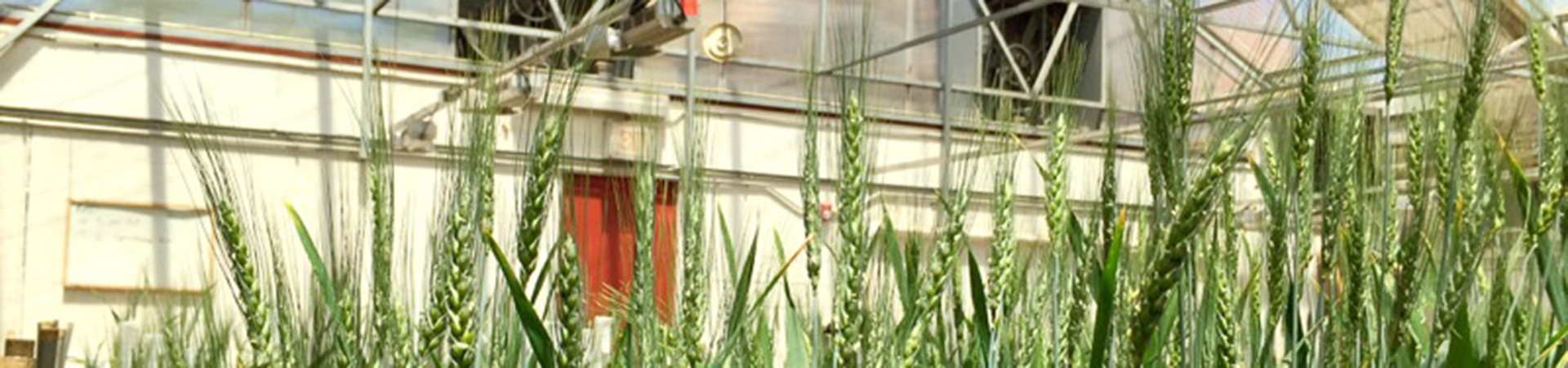 wheat in greenhouse