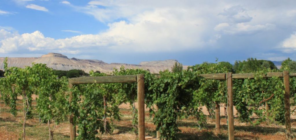 Grapes at Western Colorado Research Center