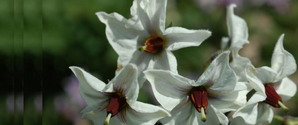 Potato flower at San Luis Valley Research Center