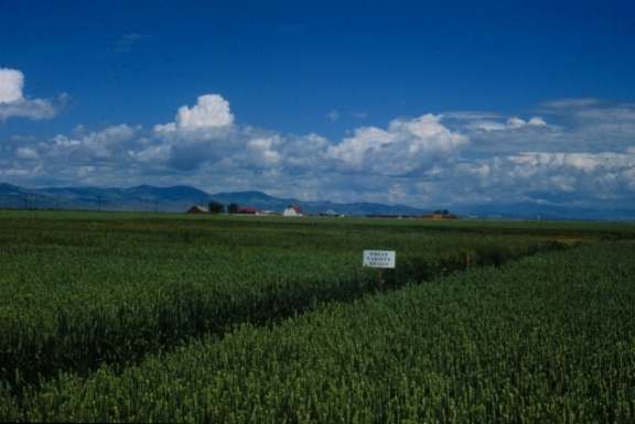 field with mountains
