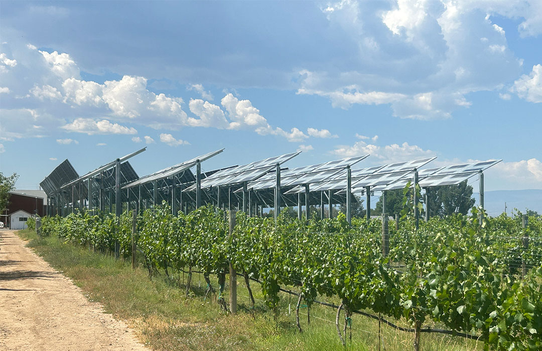 The solar panels dynamically tracking the sun at the WCRC vineyard